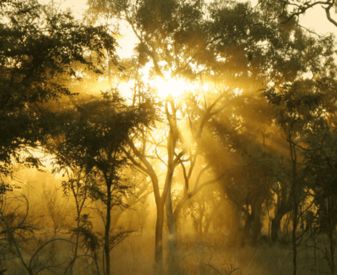 MapleROO’s Running Gels, Energy Drink Mixes, and Energy Waffles are made with responsibly sourced maple syrup and packaged in recyclable materials to reduce our footprint